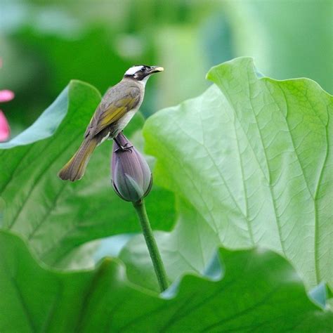 Little Bird On A Lotus Bud Water Flowers Lotus Bud Cute Birds