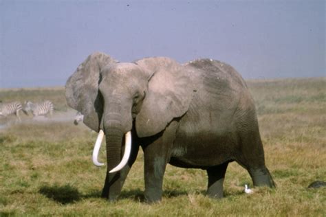 Natureza Elefante