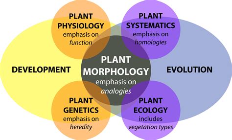 Frontiers Morphological Plant Modeling Unleashing Geometric And