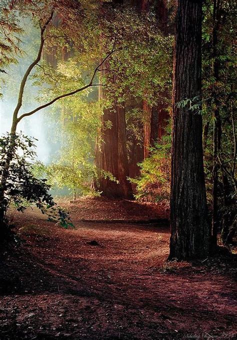 Redwoods Beautiful World Beautiful Places Beautiful Pictures