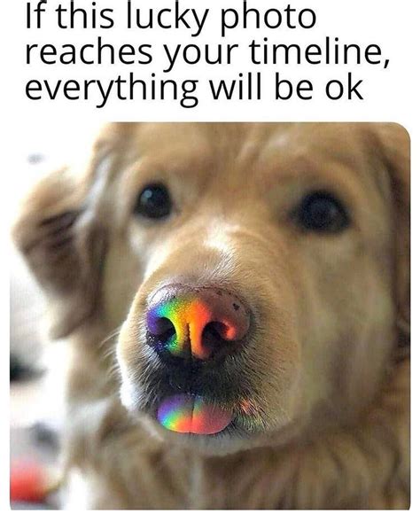 Rainbow Doggo Lgbt