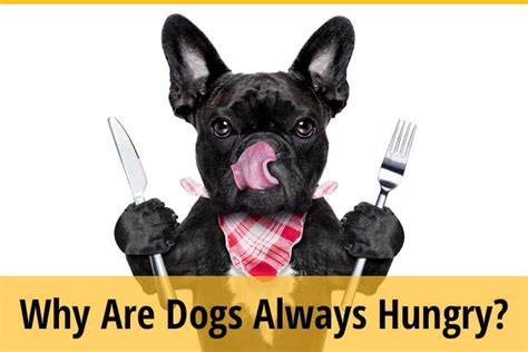 Why Are Dogs Always Hungry Normal Old And Diabetic Dogs Zooawesome