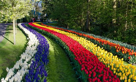 Fonds Decran Pays Bas Tulipes Hyacinthus Parc Keukenhof Lisse Fleurs