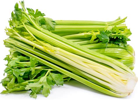 Celery Information Recipes And Facts