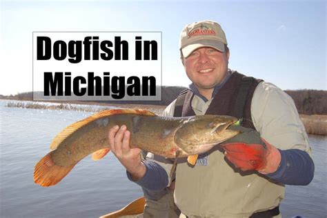 Freshwater Dogfish In Michigan The Essential