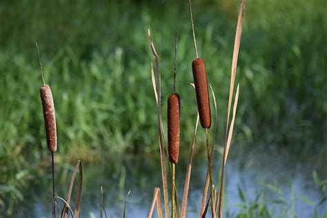 Cattail Pond Photograph By Tiffany Gobert