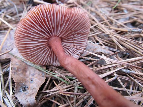 North Ga Hunt Mushroom Hunting And Identification Shroomery Message