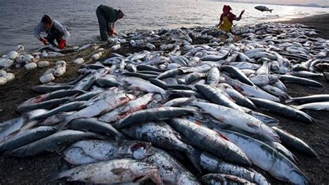 Expertos Alertan Sobre El Efecto De La Pesca Ilegal En Los Océanos