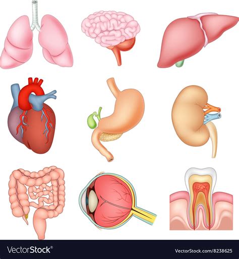 Cartoon Of Internal Organs Anatomy Royalty Free Vector Image