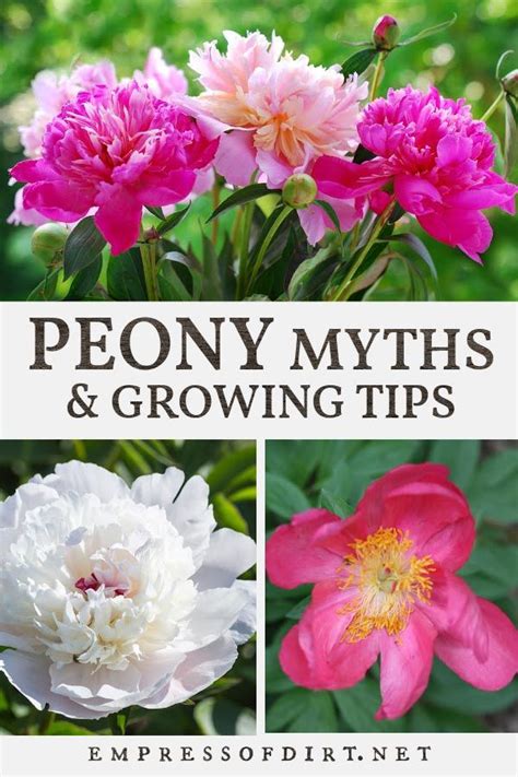 Find Out How To Grow Peonies In The Ground And In Containers Whether