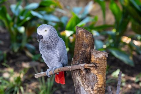 Free Images Bird Parrot African Grey Beak Budgie Parakeet