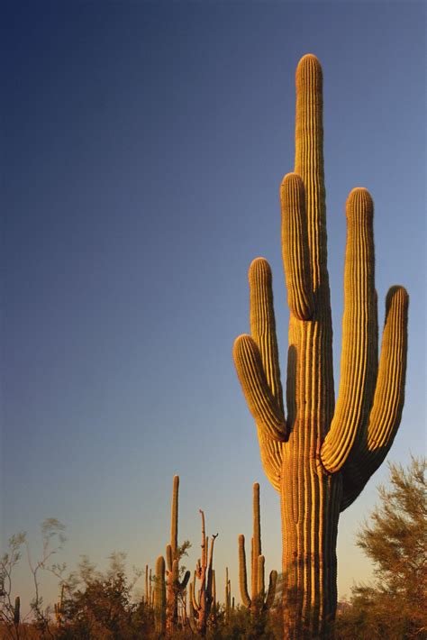 The saguaro cactus is the largest cactus in the united states. Preschool Art Activities with a Desert Theme | eHow
