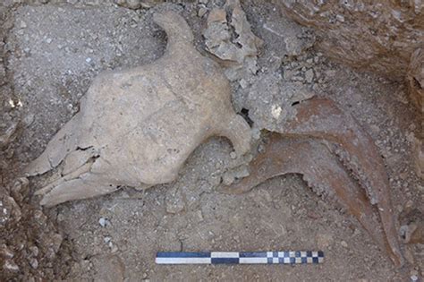 2000 Year Old Human Remains And Animal Sacrifices Found In Dorset