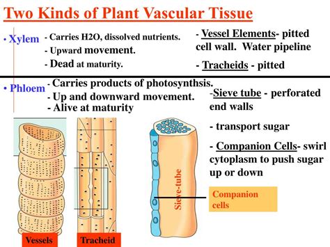 Vascular Tissue In Plants Bio 7 Preview For March 13 Plants