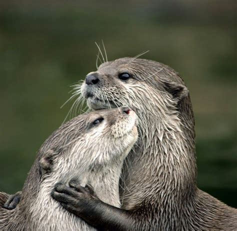 Otter Hugs Animals And Pets Baby Animals Funny Animals Cute Animals