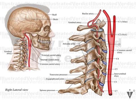 Stock Brain Normal Anatomy Vasculature — Illustrated Verdict