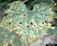 http://wiki.bugwood.org/Pseudomonas_syringae_pv._lachrymans_(Angular_Leaf_Spot_of_cucurbits)