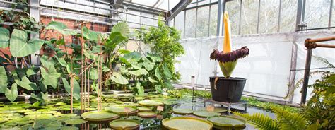 Known for its size, striking appearance and its stench, its botanic name is the titan arum (amorphophallus titanum). KIELisREAL - Titanwurz Kiel