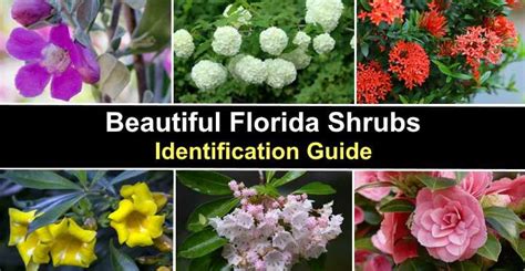 40 Florida Shrubs Flowering Evergreen Vines Pictures And