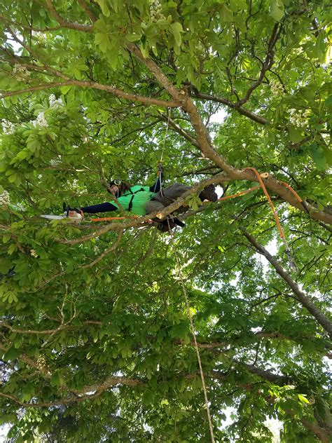 Tree Services Tree Removal Tree Trimming Certified Arborists