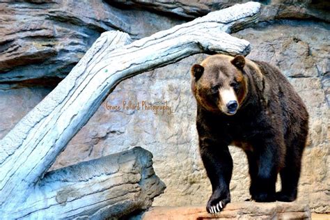 Grizzly Bear Denver Zoo Denver Zoo Black Bear Grizzly Bear