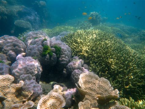 The Future Is Now Long Term Research Shows Ocean Acidification Ramping