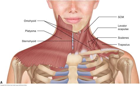 Neck Muscle Anatomy