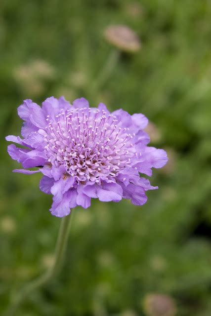 Scabiosa Columbaria ‘butterfly Blue Flickr Photo Sharing