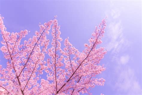 Pink Cherry Blossom During Daytime Hd Wallpaper Wallpaper Flare