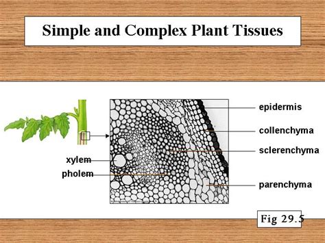 Difference Between Plant Tissues And Animal Tissues Cbse Class Notes