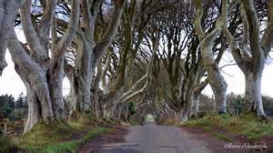 The Dark Hedges And Giants Causeway Day Trip To Northern Ireland From