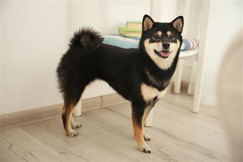 See our list of recommended wallets to store shiba inu. Shiba Inu - Ontdek meer over deze pluizige hond | zooplus