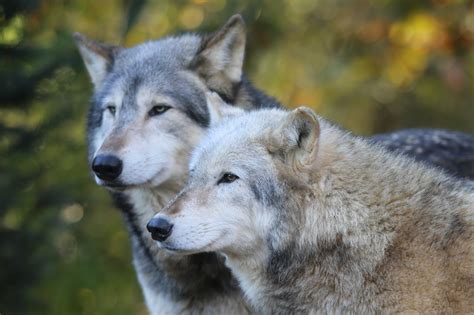 2k Colchester Zoo Grey Animal Gray Wolf Grey Wolves Two Wolves