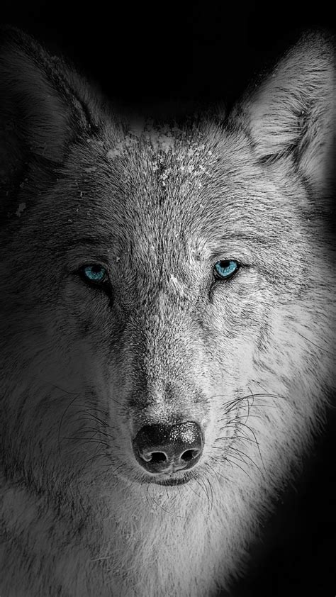 Top 53 Black And White Wolf Wallpaper Best Incdgdbentre
