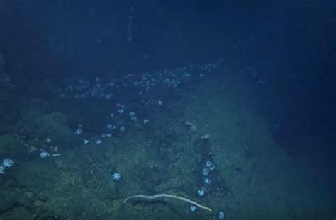 seribu gurita laut langka berada di satu tempat menakjubkan