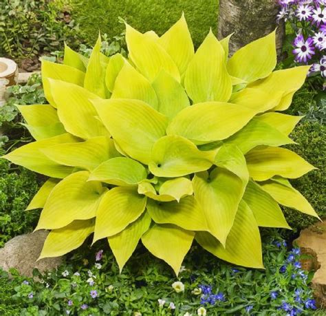 Sunny Halcyon Hosta Bright Yellow Leaves 4 Pot