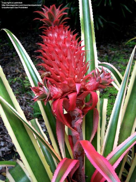 Plantfiles Pictures Variegated Wild Pineapple Variegata Ananas