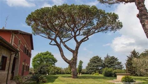 14 Beautiful Pine Tree Landscaping Ideas And Designs For Your Yard