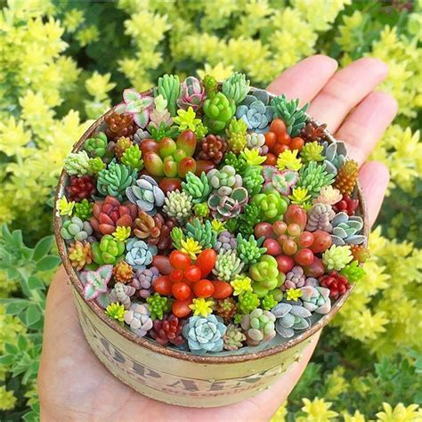 How To Grow Succulents Indoors Colorful Succulents Cacti And