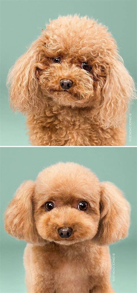 These Puppers Pictures Before And After Their Haircuts Are Equally