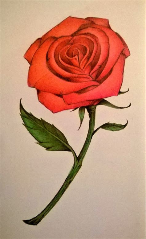 Derrick The Artist How To Draw A Rose With Colored Pencils