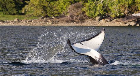 Awesome Orcas Best Tofino Photos