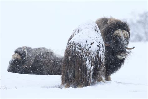 Wild Musk Ox In Winter Mountains In Norway Dovrefjell National Park