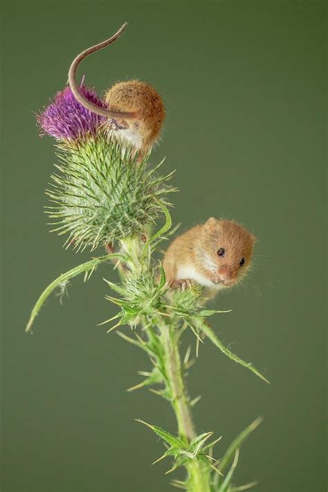 Uk Norfolk Harvest Mouse Micromys Photograph By Sarah Darnell Fine