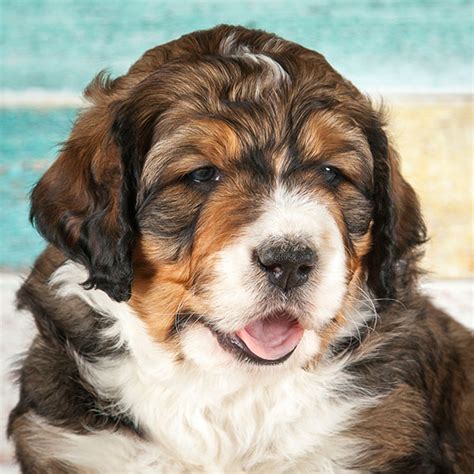 At prairie hill puppies, we're pleased to offer beautiful bernedoodle puppies for sale. Bernedoodle Puppies For Sale In Florida From Top Breeders