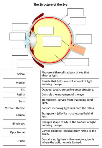 Ks3 The Eye And Vision Teaching Resources