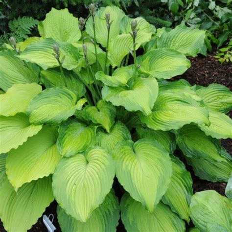 Hosta Journeys End Buy Plantain Lily At Coolplants