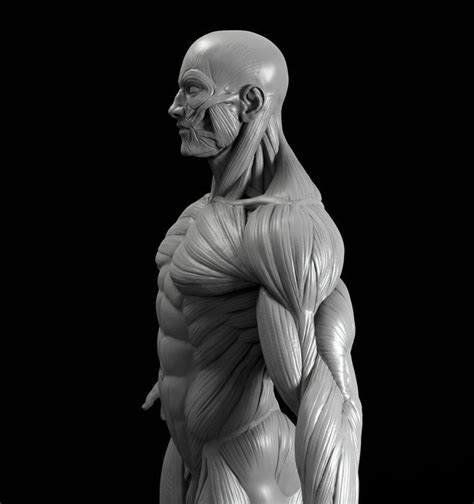 Male Anatomy Model Sculpt On Desenho Da Figura Humana