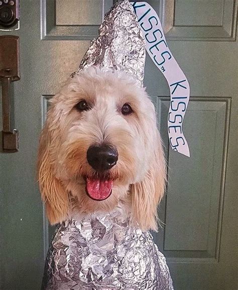 Best dog costumes pet halloween costumes pet costumes costume ideas puppies in costumes vampire costumes funny cute animals. A Hershey's kiss seals the deal for this Goldendoodle ...
