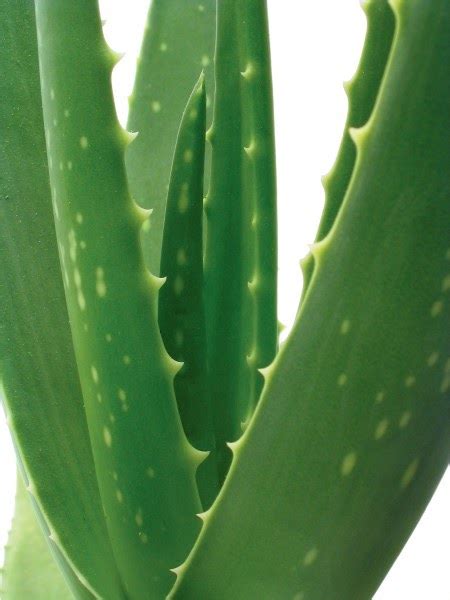 It's native to southern africa, where it stands out in the dry scrublands, basking in the blazing sun. Captive Creativity: Gardening: Aloe Care